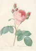 Rosa Centifolia - Pierre Joseph Redouté — artwork view