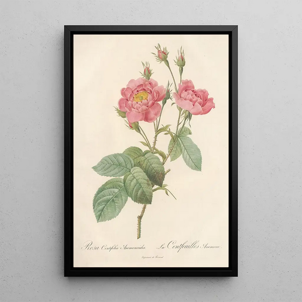 Rosa Centifolia Anemonoides - Pierre Joseph Redouté — framed artwork on a wall