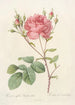 Rosa Centifolia Anglica Rubra - Pierre Joseph Redouté | Painting — artwork view