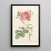 Rosa Centifolia Anglica Rubra - Pierre Joseph Redouté | Painting — framed artwork on a wall