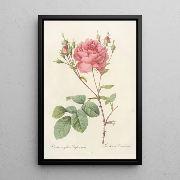 Rosa Centifolia Anglica Rubra - Pierre Joseph Redouté | Painting — framed artwork on a wall