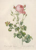 Rosa Centifolia Bipinnata - Pierre Joseph Redouté — artwork view