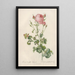 Rosa Centifolia Bipinnata - Pierre Joseph Redouté — framed artwork on a wall
