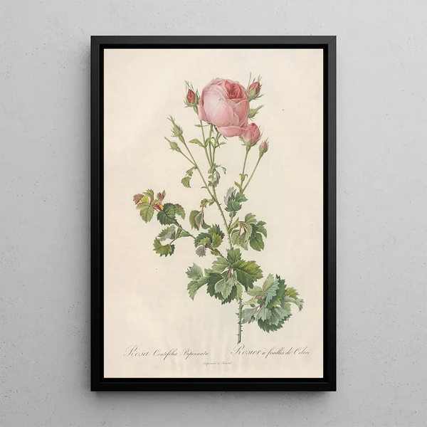 Rosa Centifolia Bipinnata - Pierre Joseph Redouté — framed artwork on a wall