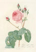 Rosa Centifolia Bullata - Pierre Joseph Redouté — artwork view