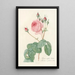 Rosa Centifolia Bullata - Pierre Joseph Redouté — framed artwork on a wall