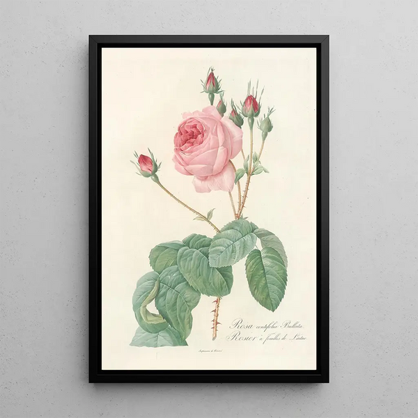 Rosa Centifolia Bullata - Pierre Joseph Redouté — framed artwork on a wall