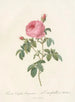 Rosa centifolia burgundiaca - Pierre Joseph Redouté — artwork view