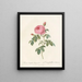 Rosa centifolia burgundiaca - Pierre Joseph Redouté — framed artwork on a wall