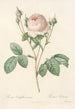Rosa Centifolia Carnea - Pierre Joseph Redouté — artwork view