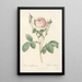 Rosa Centifolia Carnea - Pierre Joseph Redouté — framed artwork on a wall