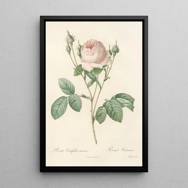 Rosa Centifolia Carnea - Pierre Joseph Redouté — framed artwork on a wall