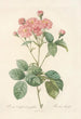 Rosa Centifolia Caryophyllea - Pierre Joseph Redouté — artwork view