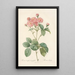 Rosa Centifolia Caryophyllea - Pierre Joseph Redouté — framed artwork on a wall