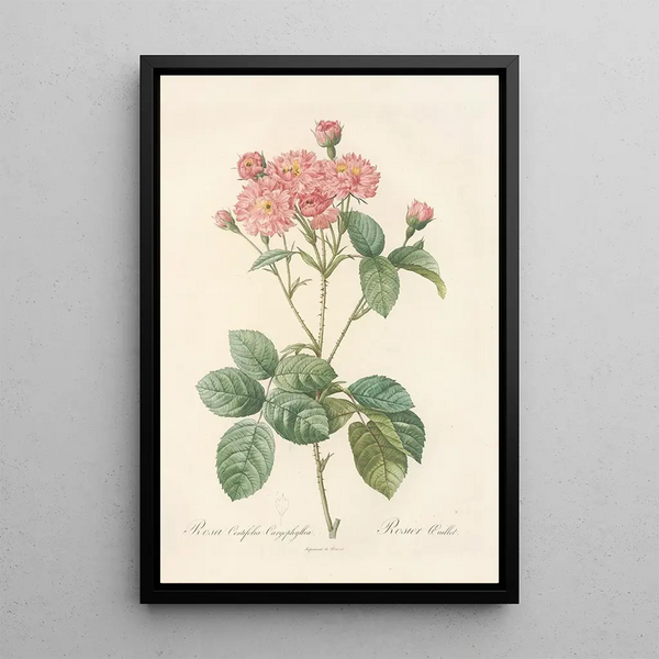 Rosa Centifolia Caryophyllea - Pierre Joseph Redouté — framed artwork on a wall