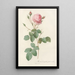 Rosa Centifolia Crenata - Pierre Joseph Redouté — framed artwork on a wall