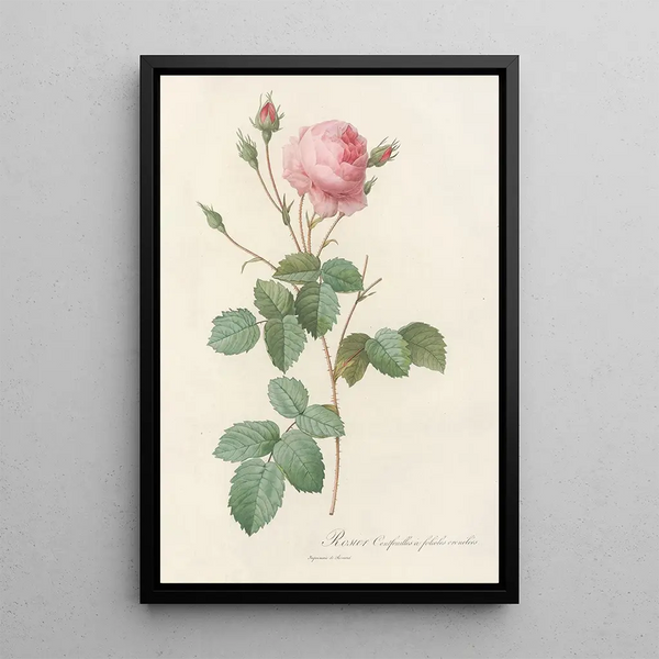 Rosa Centifolia Crenata - Pierre Joseph Redouté — framed artwork on a wall