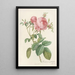 Rosa Centifolia Foliacea - Pierre Joseph Redouté — framed artwork on a wall