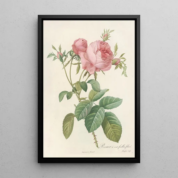 Rosa Centifolia Foliacea - Pierre Joseph Redouté — framed artwork on a wall