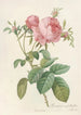 Rosa Centifolia Foliacea - Pierre Joseph Redouté — artwork view