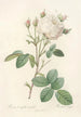 Rosa Centifolia Mutabilis - Pierre Joseph Redouté — artwork view