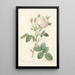 Rosa Centifolia Mutabilis - Pierre Joseph Redouté — framed artwork on a wall