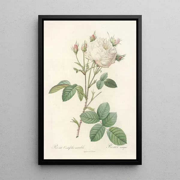 Rosa Centifolia Mutabilis - Pierre Joseph Redouté — framed artwork on a wall
