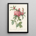 Rosa Centifolia Prolifera Foliacea - Pierre Joseph Redouté — framed artwork on a wall