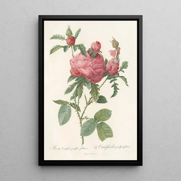 Rosa Centifolia Prolifera Foliacea - Pierre Joseph Redouté — framed artwork on a wall