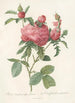 Rosa Centifolia Prolifera Foliacea - Pierre Joseph Redouté — artwork view