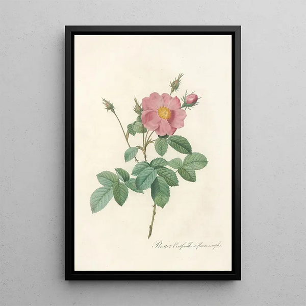 Rosa Centifolia Simplex - Pierre Joseph Redouté — framed artwork on a wall