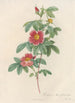 Rosa Cinnamomea Flore Simplici - Pierre Joseph Redouté — artwork view