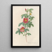 Rosa Cinnamomea Flore Simplici - Pierre Joseph Redouté — framed artwork on a wall