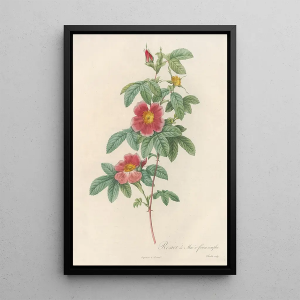 Rosa Cinnamomea Flore Simplici - Pierre Joseph Redouté — framed artwork on a wall