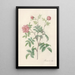Rosa Cinnamomea Maialis - Pierre Joseph Redouté | Painting — framed artwork on a wall