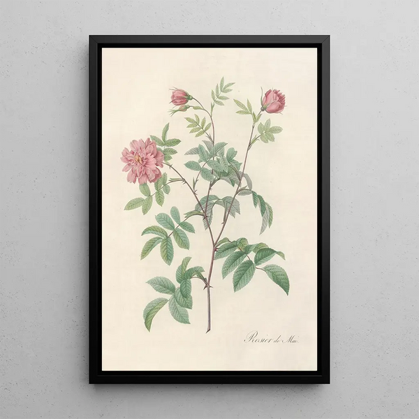 Rosa Cinnamomea Maialis - Pierre Joseph Redouté | Painting — framed artwork on a wall