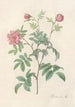 Rosa Cinnamomea Maialis - Pierre Joseph Redouté | Painting — artwork view