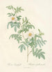 Rosa Clynophylla - Pierre Joseph Redouté — artwork view