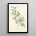 Rosa Clynophylla - Pierre Joseph Redouté — framed artwork on a wall