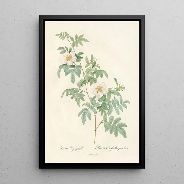 Rosa Clynophylla - Pierre Joseph Redouté — framed artwork on a wall