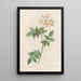 Rosa Collina Fastigiata - Pierre Joseph Redouté — framed artwork on a wall