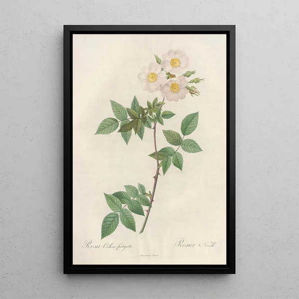 Rosa Collina Fastigiata - Pierre Joseph Redouté — framed artwork on a wall