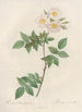 Rosa Collina Fastigiata - Pierre Joseph Redouté — artwork view