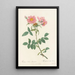Rosa Collina Monsoniana - Pierre Joseph Redouté — framed artwork on a wall