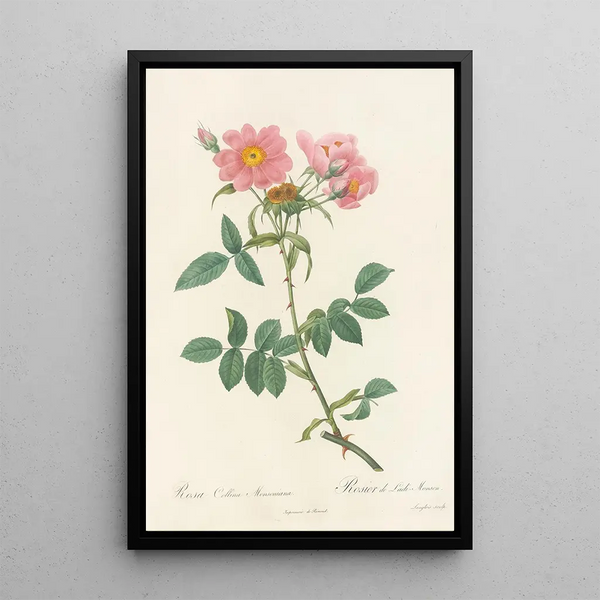 Rosa Collina Monsoniana - Pierre Joseph Redouté — framed artwork on a wall