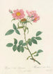 Rosa Collina Monsoniana - Pierre Joseph Redouté — artwork view