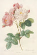 Rosa Damascena Painting - Pierre Joseph Redouté — artwork view