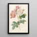 Rosa Damascena Painting - Pierre Joseph Redouté — framed artwork on a wall