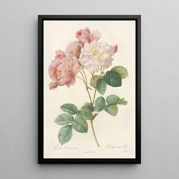 Rosa Damascena Painting - Pierre Joseph Redouté — framed artwork on a wall
