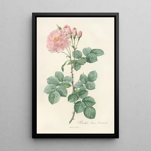 Rosa Damascena Aurora - Pierre Joseph Redouté — framed artwork on a wall